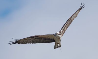 Osprey