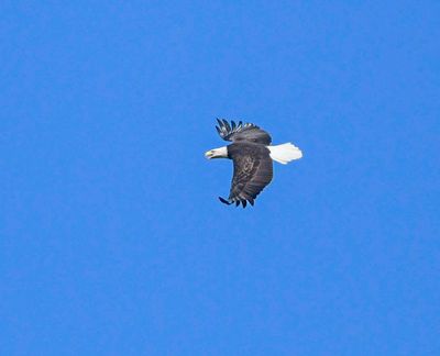 Bald Eagle
