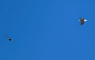 Bald Eagle