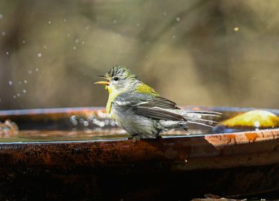 _DSC9246-2.jpg