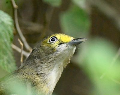 White Eyed Vireo