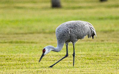 Sandhill Crane