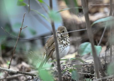 Hermit Thrush