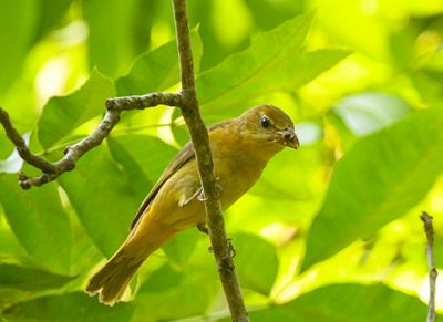 Summer Tanager Female