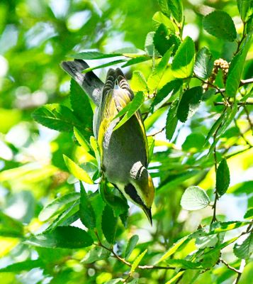 Golden-winged Warbler