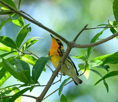 Blackburnian Warbler