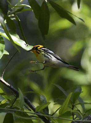 Blackburnian Warbler