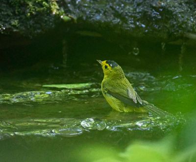 Hooded Warbler immature