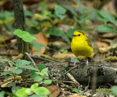 Hooded Warbler immature