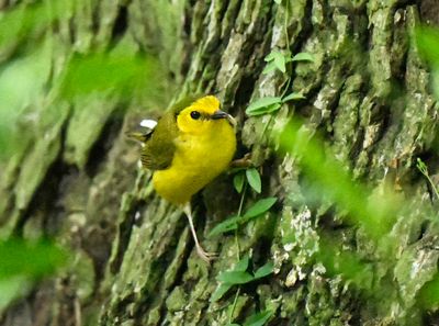 Hooded Warbler  immature