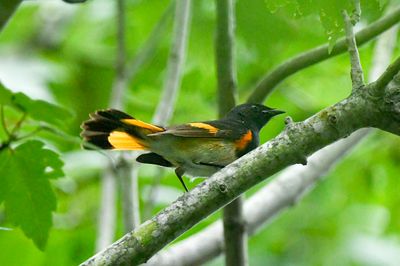 American Redstart