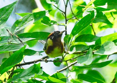 Bay-breasted Warbler