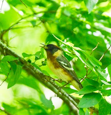Bay-breasted Warbler