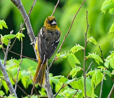 Altamira Oriole juvenile