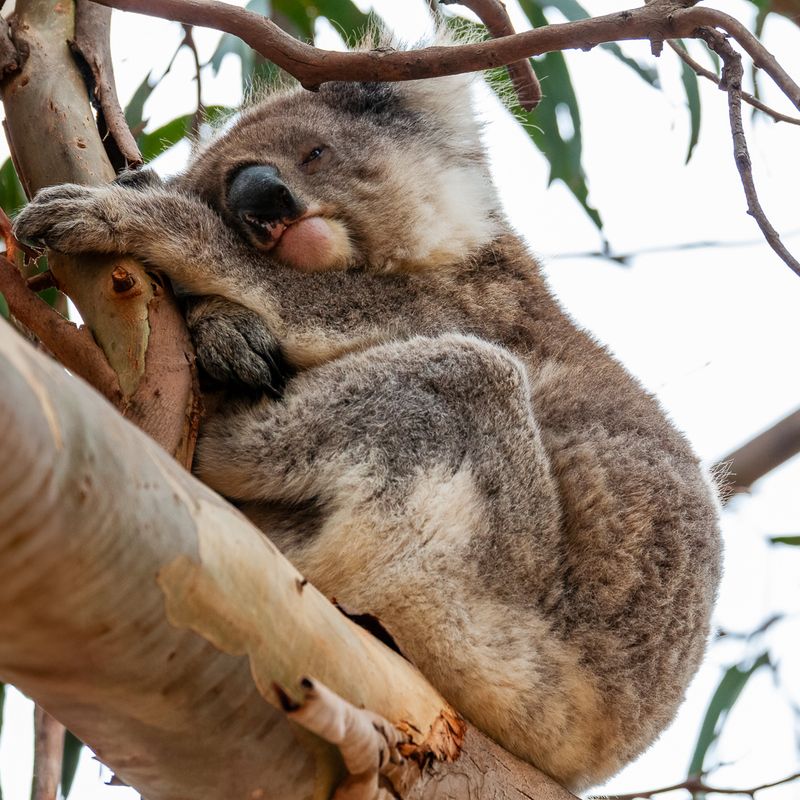 Midday Nap