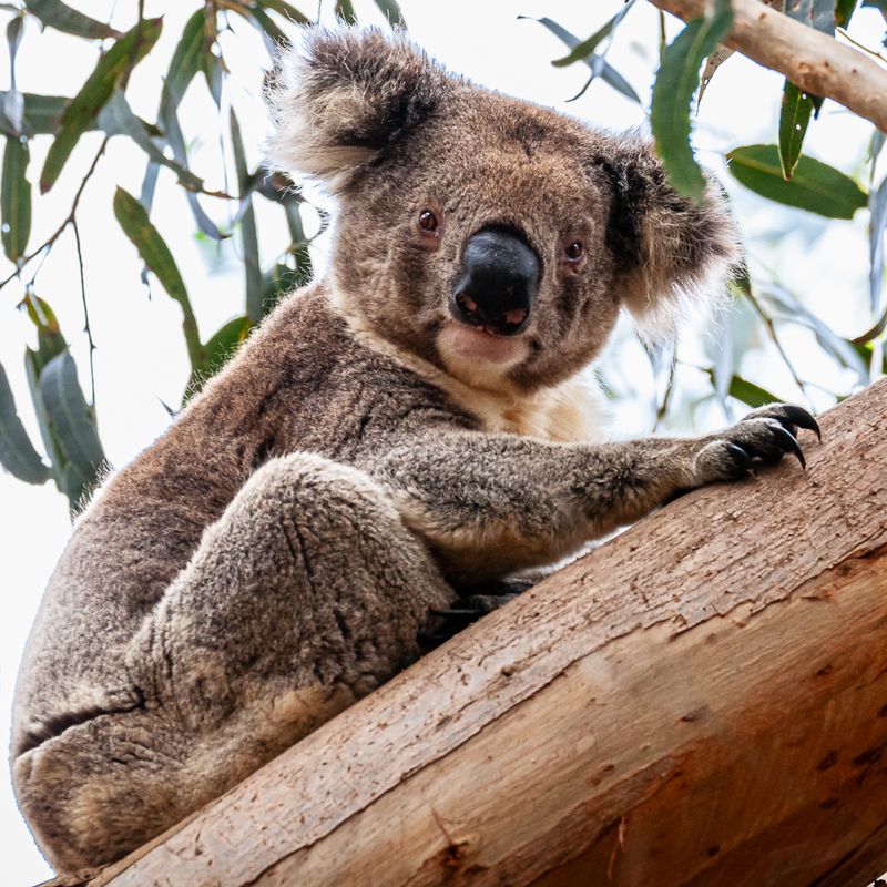 Koala Bear