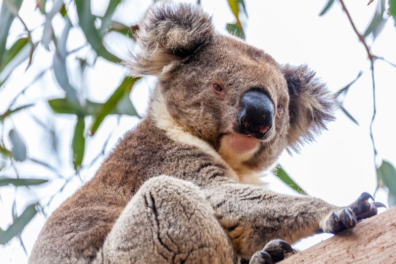 Koala Bear