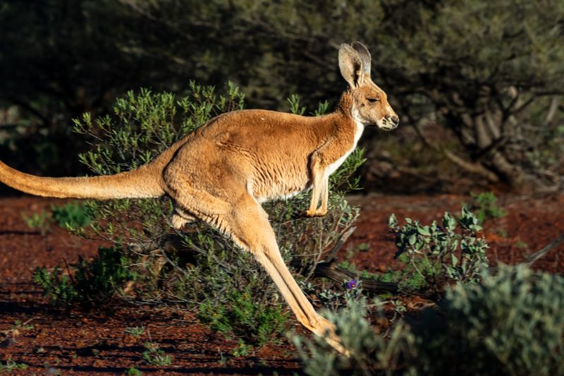 Male Red Kangaroo