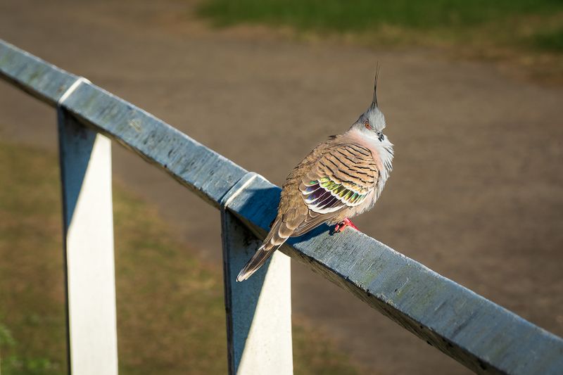 Crested Pigeon (Ocyphaps lophotes) 