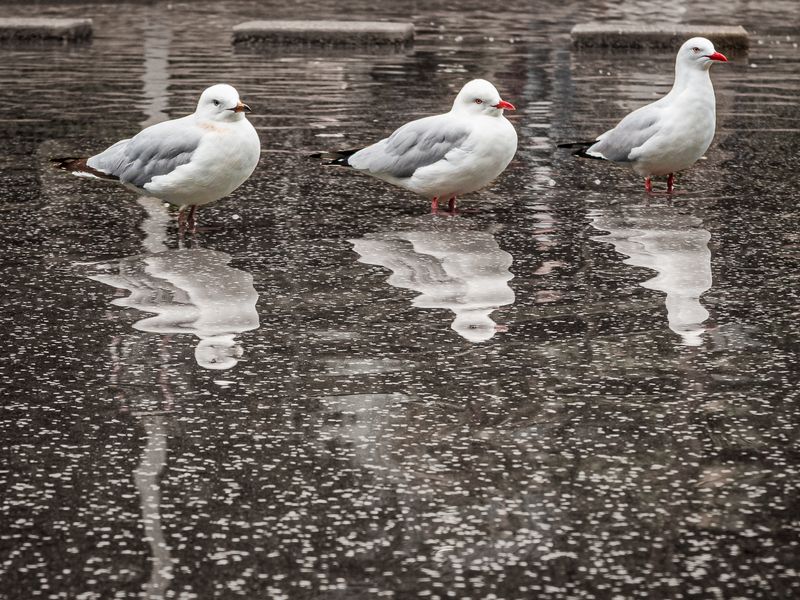 3 Gulls, All in a Row