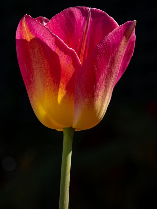Tulip at Floriade Event