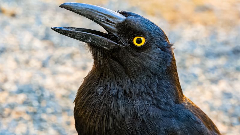 Australian Raven