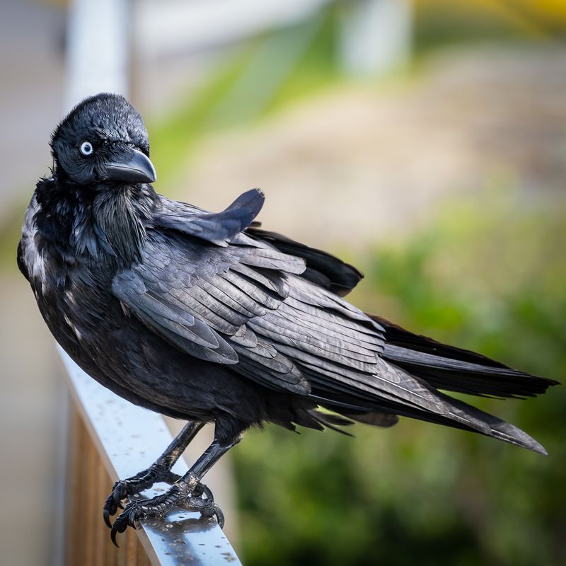 Ruffled Feathers for an Australian Raven