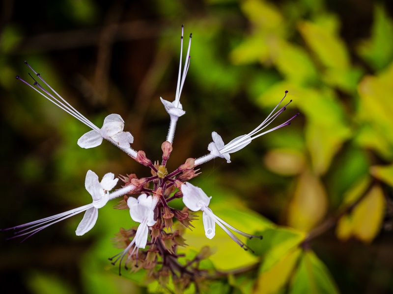 Cat Whiskers Flower