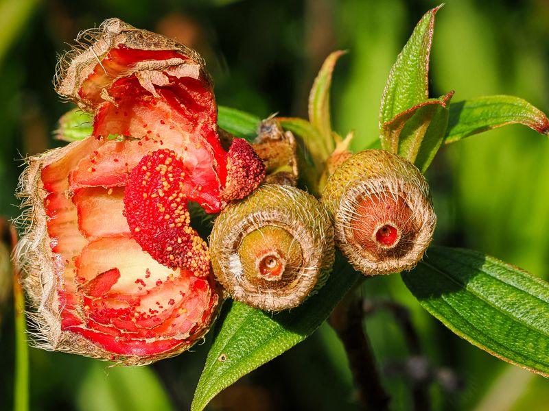 Seed Pods