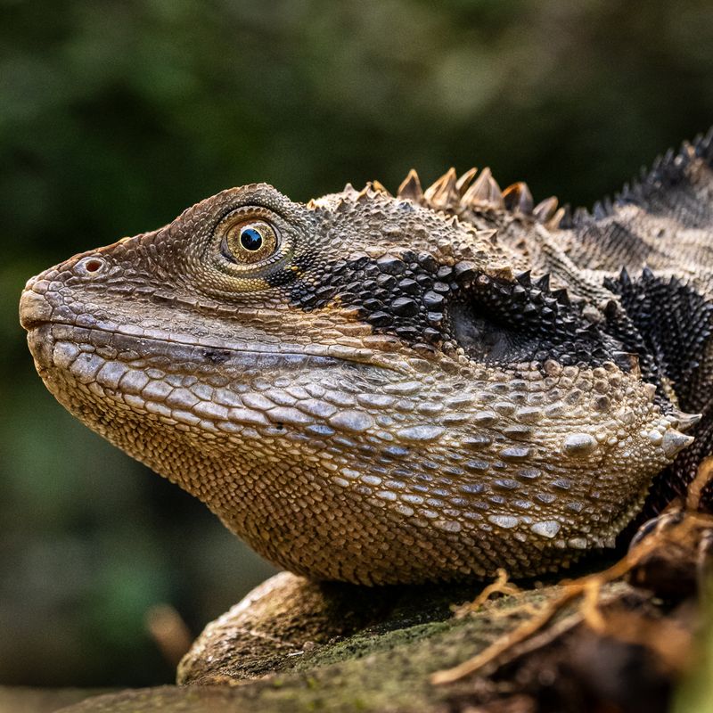 Water Dragon