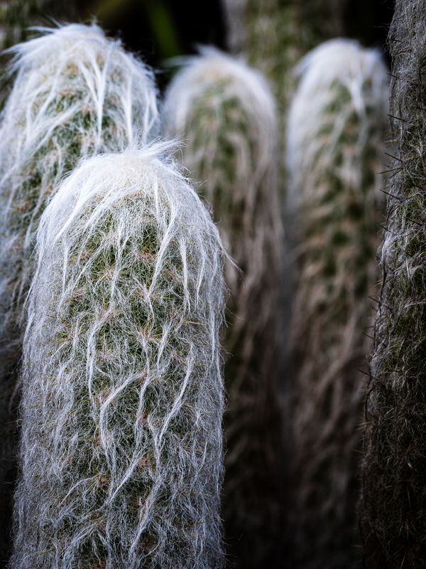 Cousin Itt