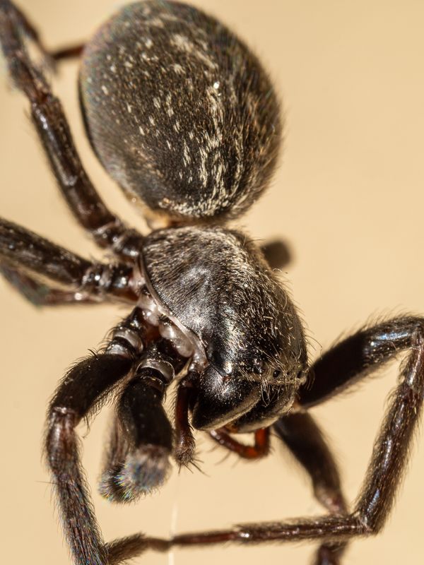 House Spider