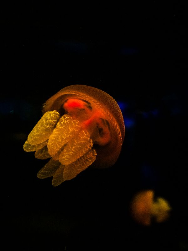 Jellyfish