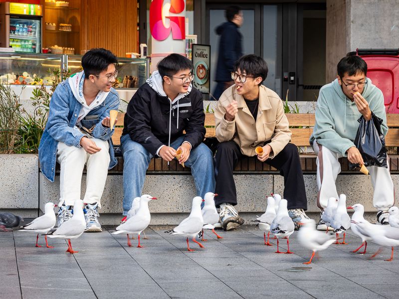 Feeding the Birds