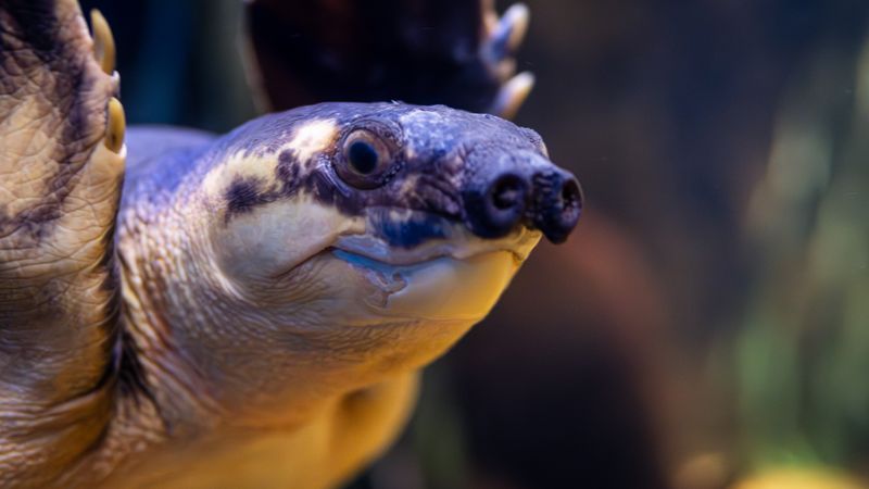 Pig Nosed Turtle