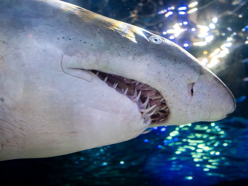 Toothy Smile
