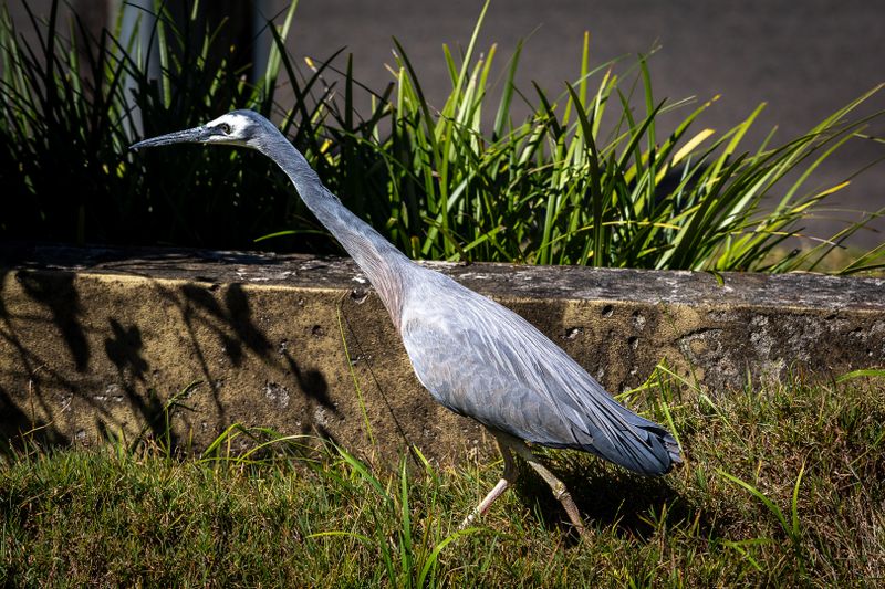 White Faced Heron