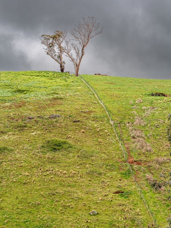 Trees on a Hill