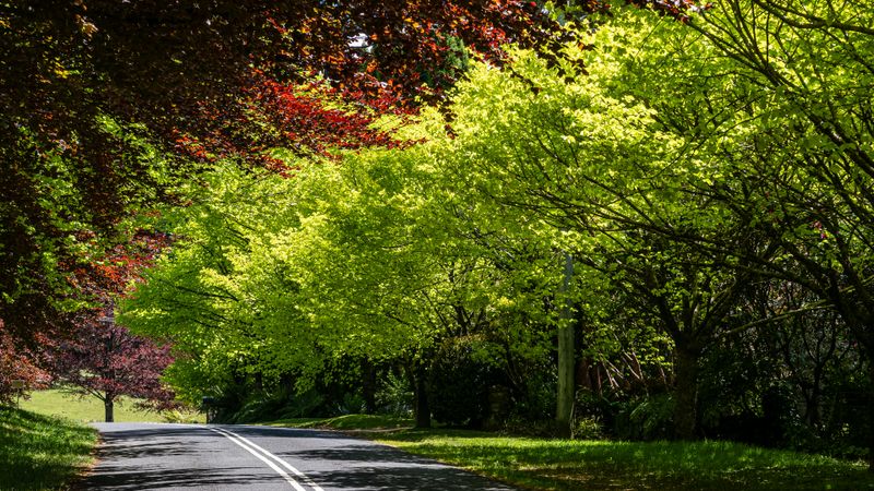 Scenic Drive