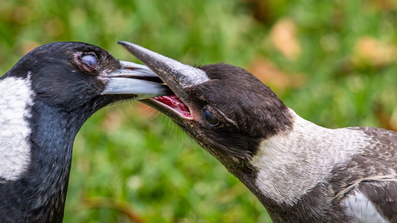 Feeding the Juvenile
