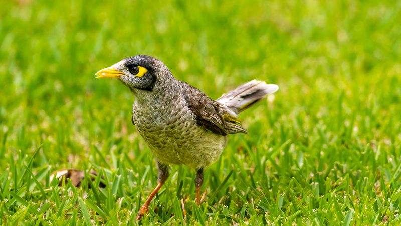 Noisy miner