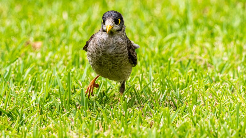 Running Noisy Miner