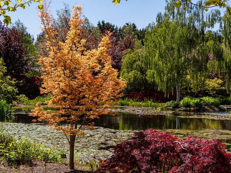 Mayfield Gardens