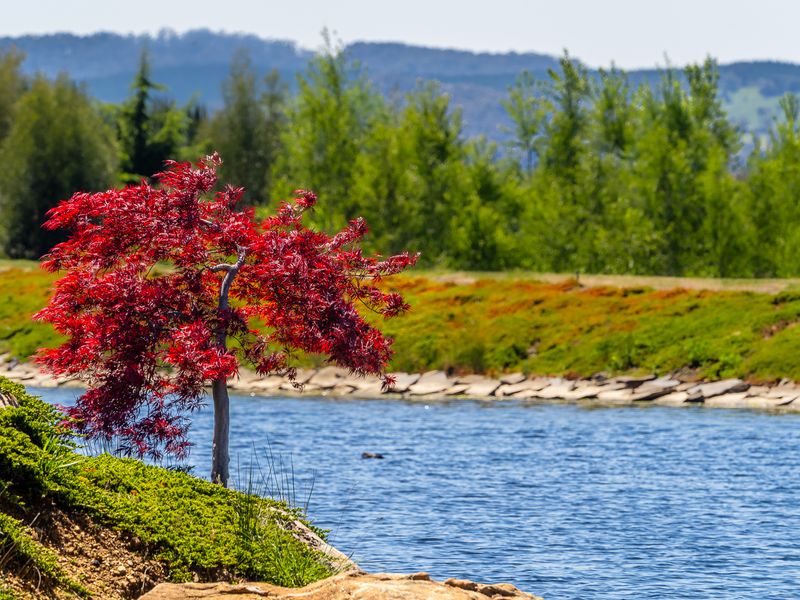 Bonsai Cherry Tree