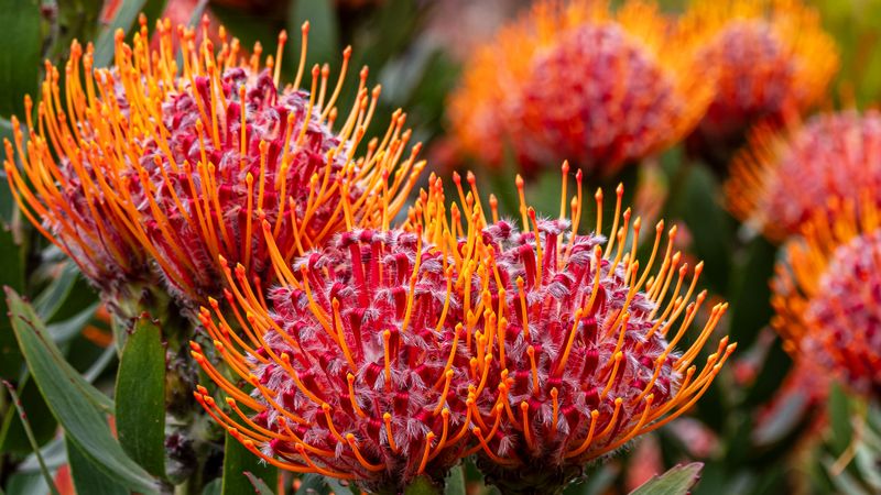 Protea