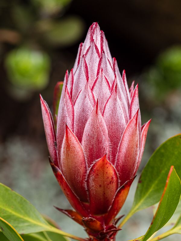 Protea
