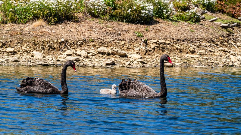 Black Swans and Chick