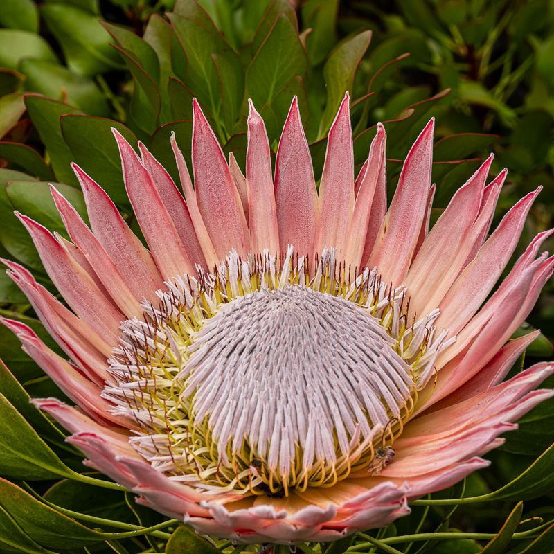 King Protea