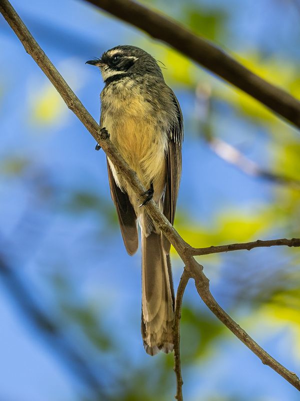 Grey Fantail