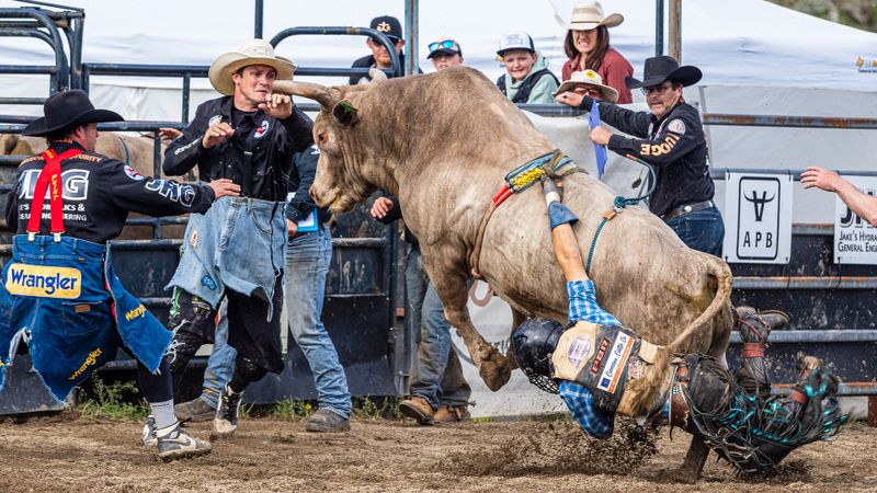 Angry Bull - Rider Attached